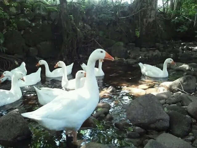 Hotel Les Bruyeres Hotel